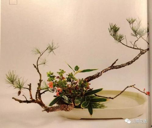 日本松竹官网,经典电影文化的传承与创新之旅