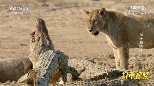 鳄鱼狮子 视频,丛林霸主间的生死较量