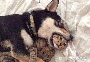 紫狗爆料提前爆料视频大全,提前爆料视频大全精彩抢先看